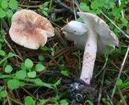Fleischrosa Schirmling, Foto 13