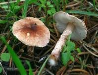 Fleischrosa Schirmling, Foto 14