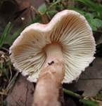 Fleischrosa Schirmling, Foto 6