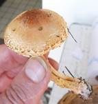 Fleischrosa Schirmling, Foto 10