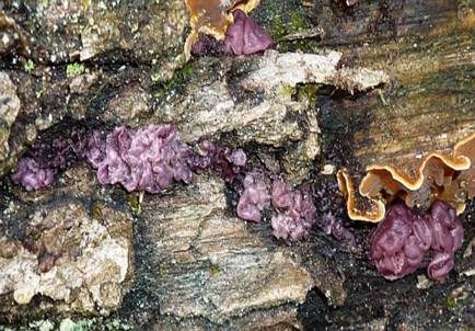 Fleischroter Gallertbecher, Foto 3