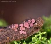 Fleischroter Gallertbecher, Foto 12