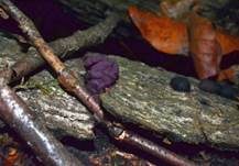 Fleischroter Gallertbecher, Foto 13
