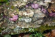 Fleischroter Gallertbecher, Foto 17