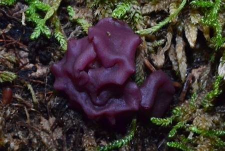 Fleischroter Gallertbecher, Foto 4