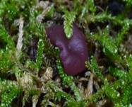 Fleischroter Gallertbecher, Foto 22