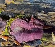 Fleischroter Gallertbecher, Foto 23