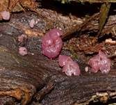 Fleischroter Gallertbecher, Foto 26