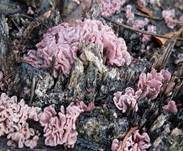 Fleischroter Gallertbecher, Foto 35