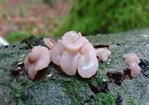 Fleischroter Gallertbecher, Foto 36