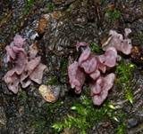 Fleischroter Gallertbecher, Foto 39