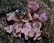 Fleischroter Gallertbecher, Foto 40