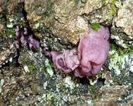 Fleischroter Gallertbecher, Foto 6