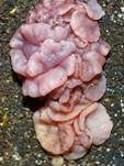 Fleischroter Gallertbecher, Foto 42