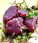 Fleischroter Gallertbecher, Foto 47