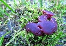 Fleischroter Gallertbecher, Foto 48