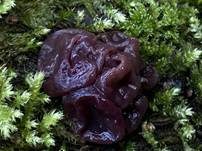 Fleischroter Gallertbecher, Foto 59
