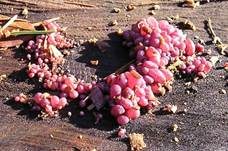 Fleischroter Gallertbecher, Foto 10