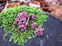 Fleischroter Gallertbecher, Foto 11