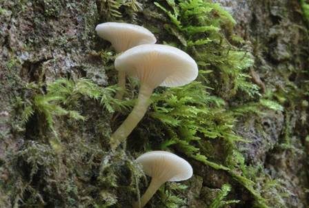 Fleischroter Holztrichterling, Foto 2
