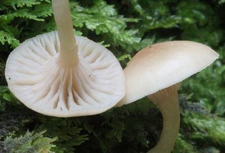 Fleischroter Holztrichterling, Foto 3
