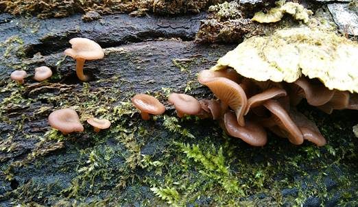 Fleischroter Holztrichterling, Foto 4