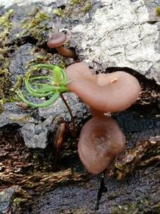 Fleischroter Holztrichterling, Foto 5