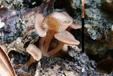 Fleischroter Holztrichterling, Foto 6