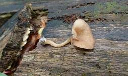 Fleischroter Holztrichterling, Foto 8