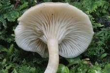 Fleischroter Holztrichterling, Foto 10