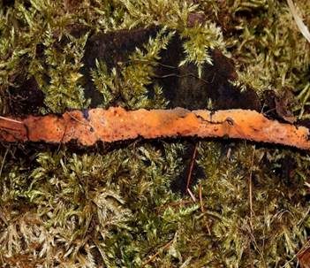 Fleischroter Zystidenrindenpilz, Foto 3