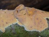 Fleischroter Zystidenrindenpilz, Foto 12