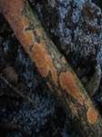 Fleischroter Zystidenrindenpilz, Foto 14