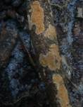 Fleischroter Zystidenrindenpilz, Foto 16