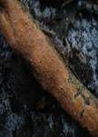 Fleischroter Zystidenrindenpilz, Foto 17
