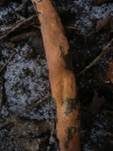 Fleischroter Zystidenrindenpilz, Foto 18
