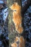 Fleischroter Zystidenrindenpilz, Foto 21