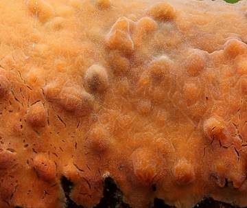 Fleischroter Zystidenrindenpilz, Foto 4
