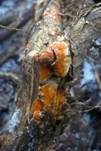 Fleischroter Zystidenrindenpilz, Foto 22