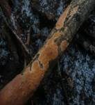Fleischroter Zystidenrindenpilz, Foto 23