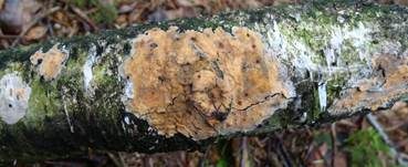 Fleischroter Zystidenrindenpilz, Foto 26