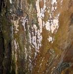 Fleischroter Zystidenrindenpilz, Foto 27