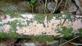 Fleischroter Zystidenrindenpilz, Foto 28
