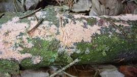 Fleischroter Zystidenrindenpilz, Foto 29