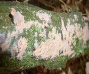 Fleischroter Zystidenrindenpilz, Foto 30