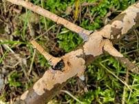 Fleischroter Zystidenrindenpilz, Foto 34
