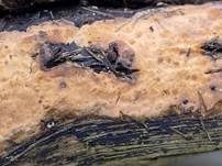 Fleischroter Zystidenrindenpilz, Foto 35