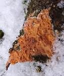 Fleischroter Zystidenrindenpilz, Foto 6