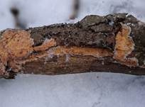Fleischroter Zystidenrindenpilz, Foto 7