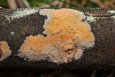 Fleischroter Zystidenrindenpilz, Foto 9